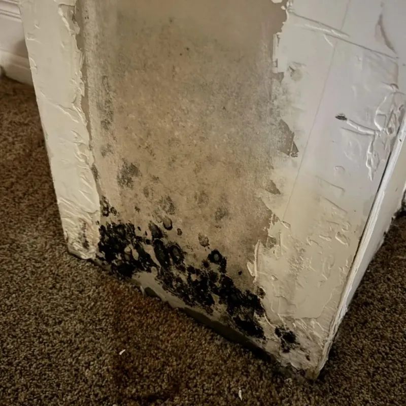 Professional Mold Removal in Hopkins County, TX